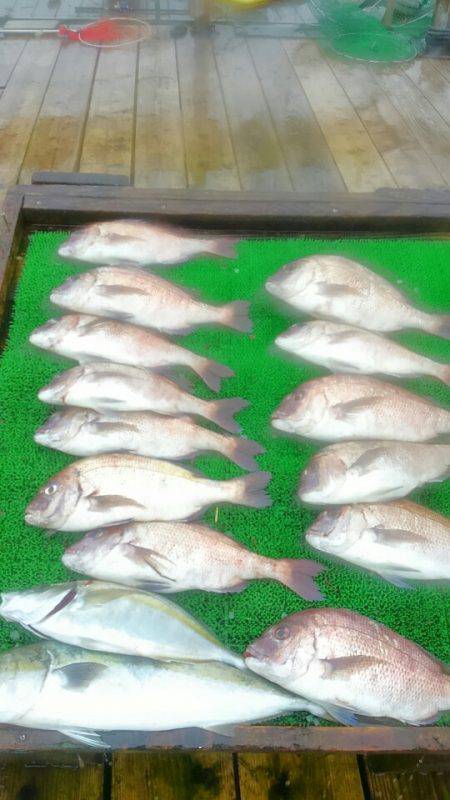 海の釣堀 海恵 釣果