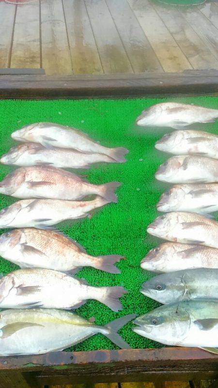 海の釣堀 海恵 釣果