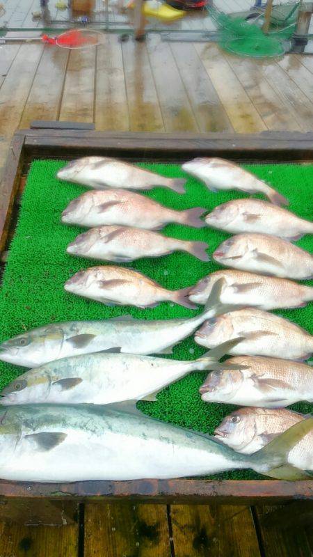 海の釣堀 海恵 釣果