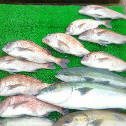 海の釣堀 海恵 釣果