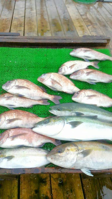 海の釣堀 海恵 釣果