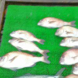 海の釣堀 海恵 釣果