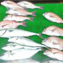 海の釣堀 海恵 釣果