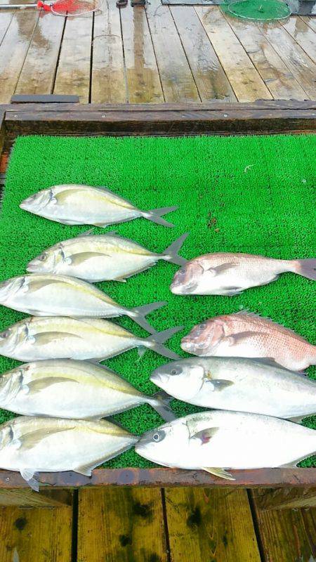 海の釣堀 海恵 釣果