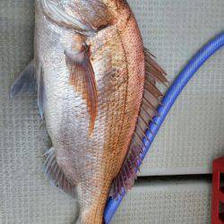 ブルドック 釣果