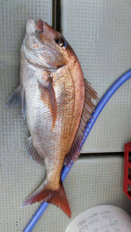 ブルドック 釣果