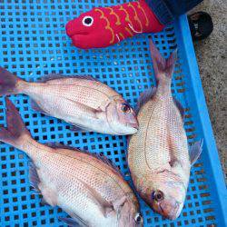 第三共栄丸 釣果