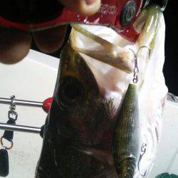 Monster Rush! 釣果