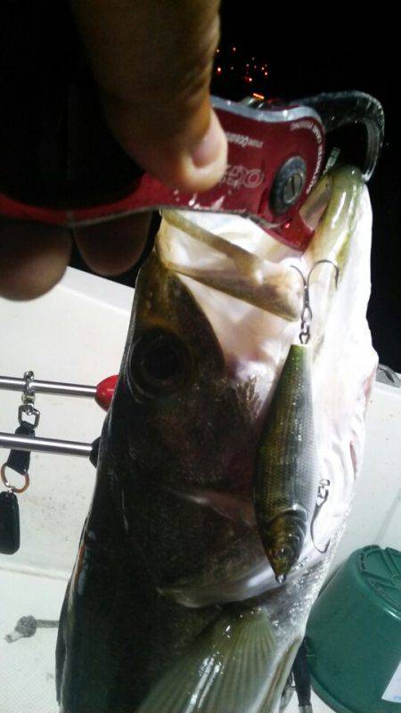 Monster Rush! 釣果