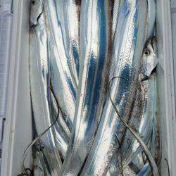 金沢八景鴨下丸 釣果