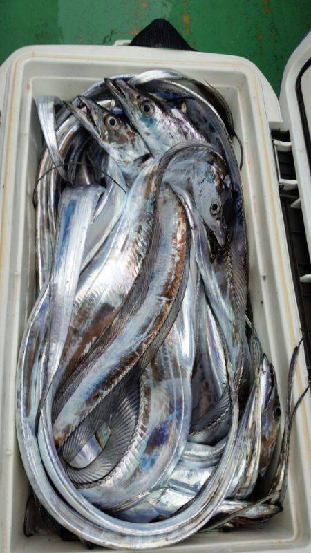 金沢八景鴨下丸 釣果