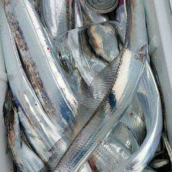 金沢八景鴨下丸 釣果