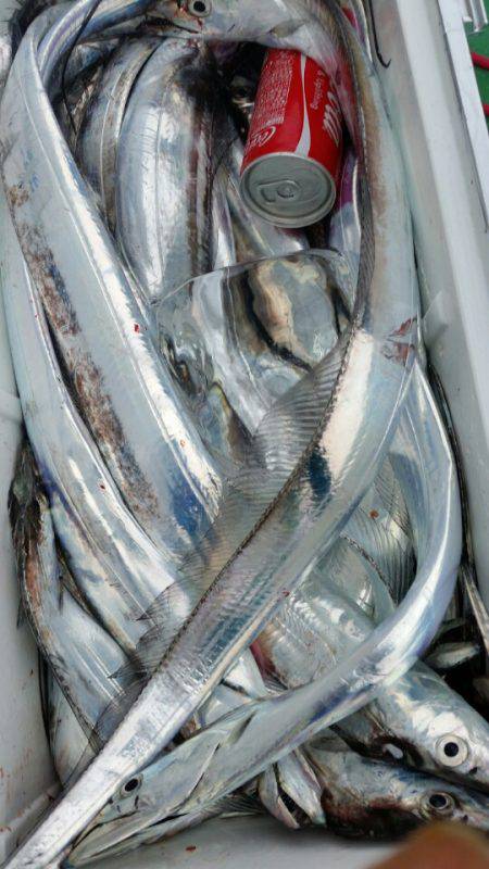 金沢八景鴨下丸 釣果