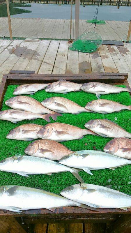 海の釣堀 海恵 釣果