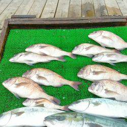 海の釣堀 海恵 釣果