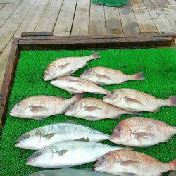 海の釣堀 海恵 釣果