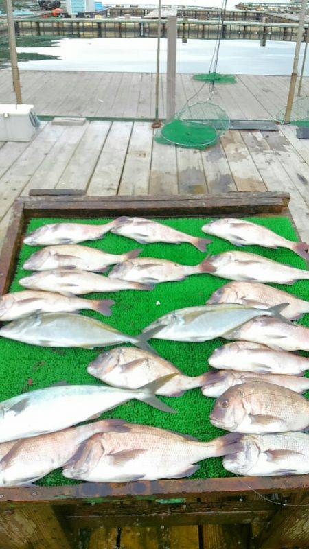 海の釣堀 海恵 釣果