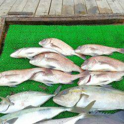 海の釣堀 海恵 釣果