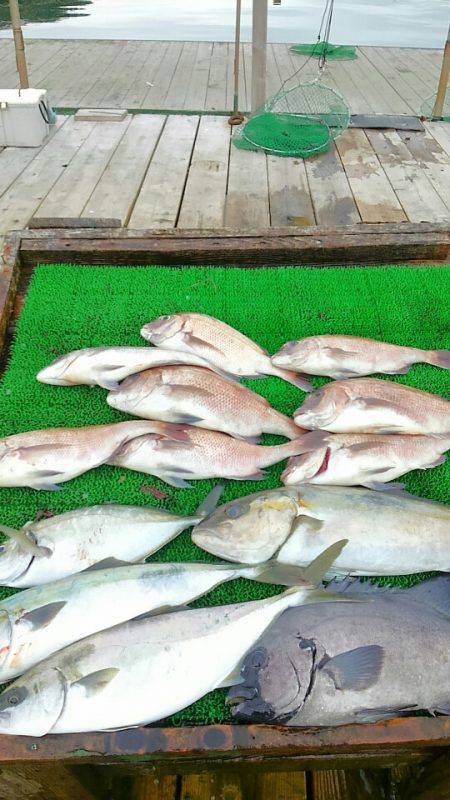 海の釣堀 海恵 釣果