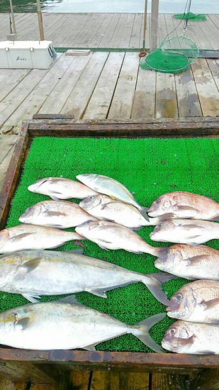 海の釣堀 海恵 釣果