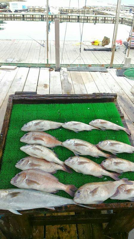 海の釣堀 海恵 釣果