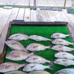 海の釣堀 海恵 釣果