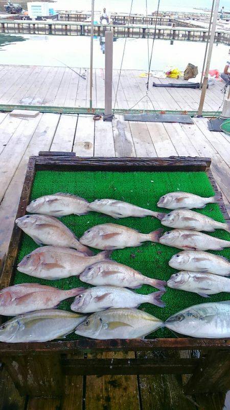 海の釣堀 海恵 釣果