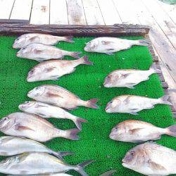 海の釣堀 海恵 釣果