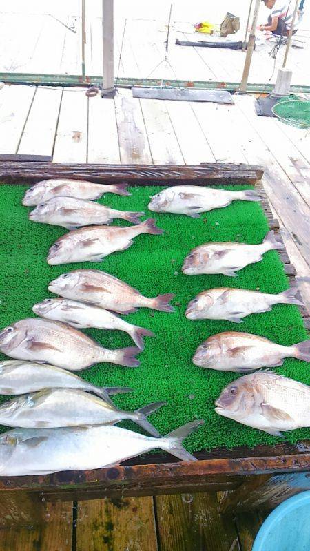 海の釣堀 海恵 釣果