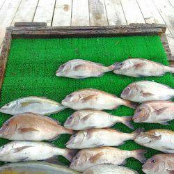 海の釣堀 海恵 釣果
