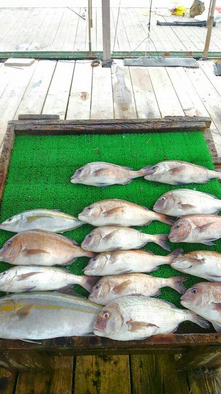 海の釣堀 海恵 釣果