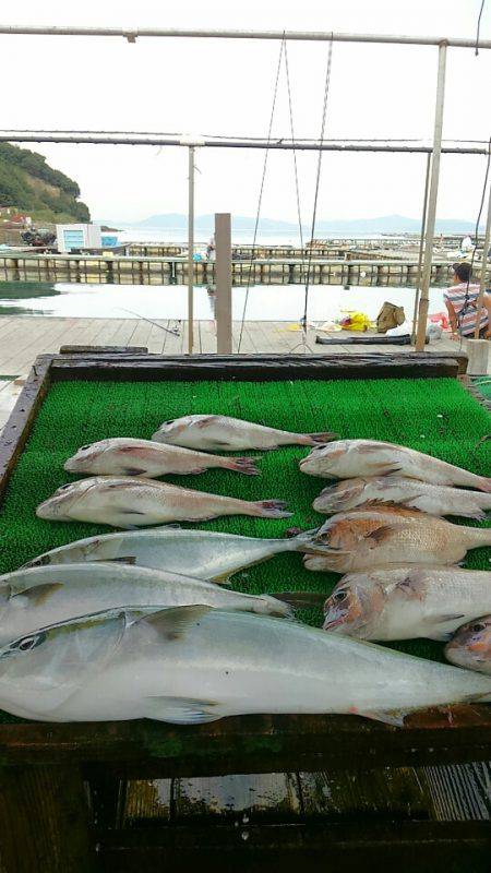 海の釣堀 海恵 釣果