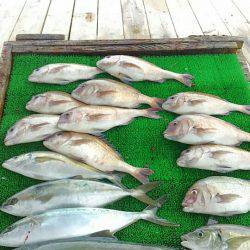 海の釣堀 海恵 釣果