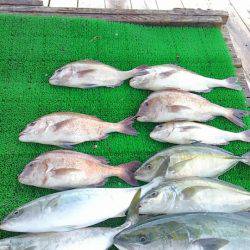 海の釣堀 海恵 釣果