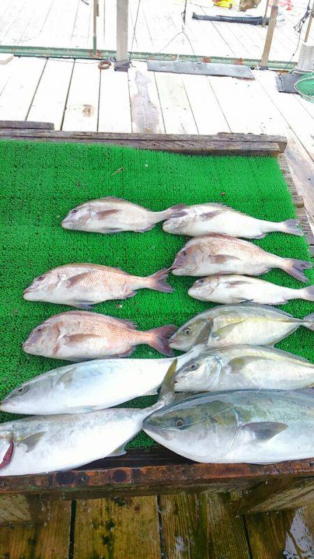 海の釣堀 海恵 釣果
