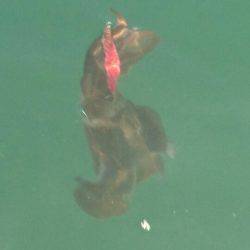 あみや渡船 釣果