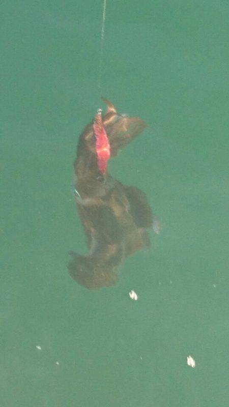 あみや渡船 釣果