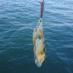 あみや渡船 釣果