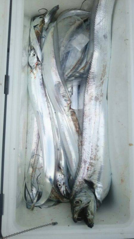 サンマリン 釣果