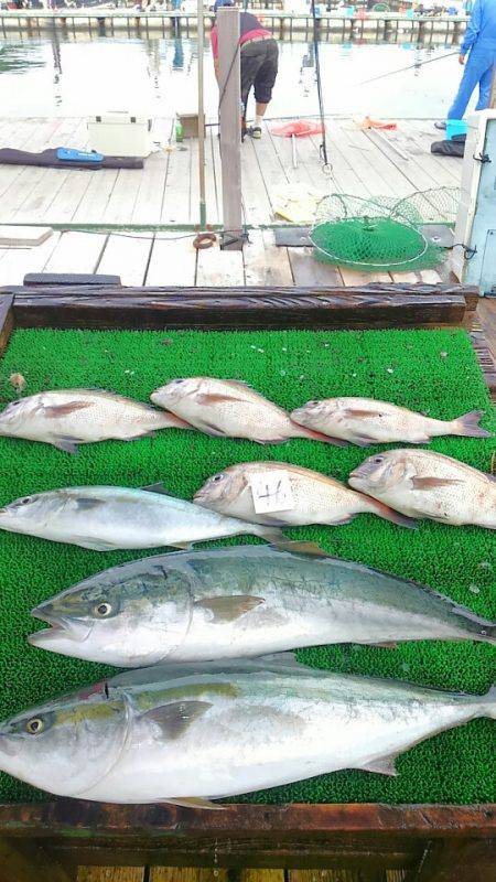 海の釣堀 海恵 釣果