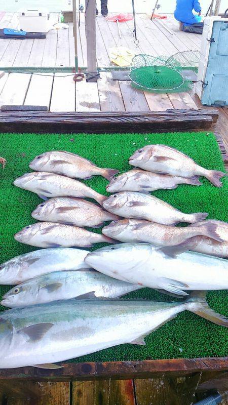 海の釣堀 海恵 釣果
