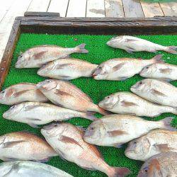 海の釣堀 海恵 釣果