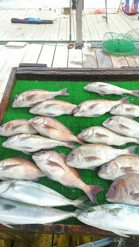 海の釣堀 海恵 釣果