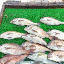 海の釣堀 海恵 釣果