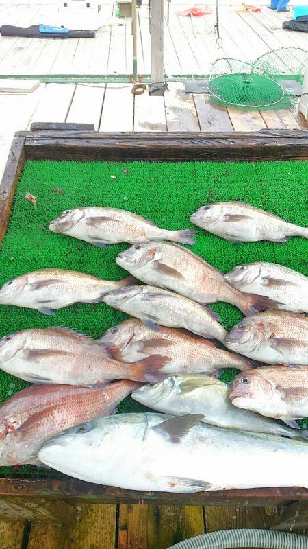 海の釣堀 海恵 釣果