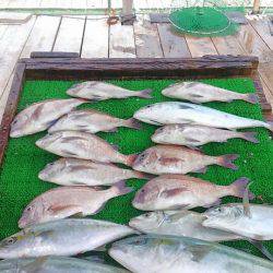 海の釣堀 海恵 釣果