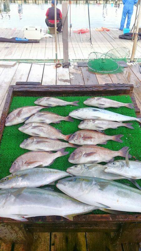 海の釣堀 海恵 釣果