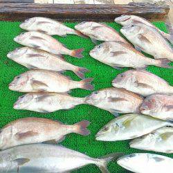 海の釣堀 海恵 釣果