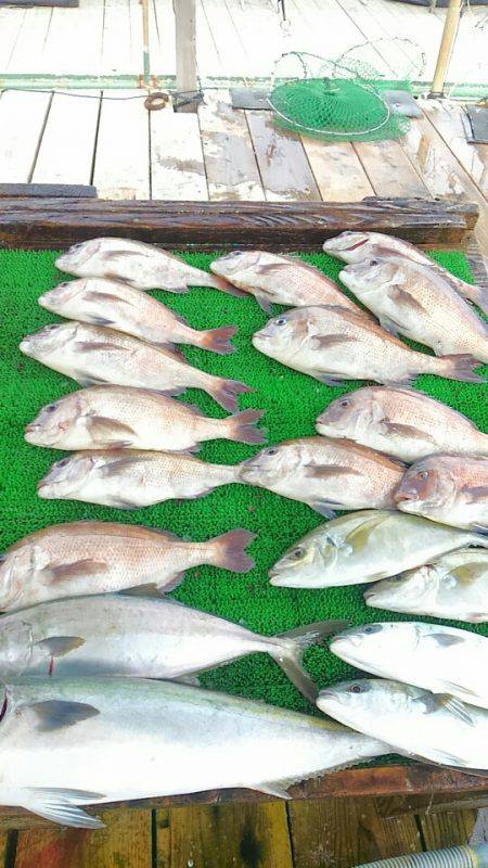 海の釣堀 海恵 釣果