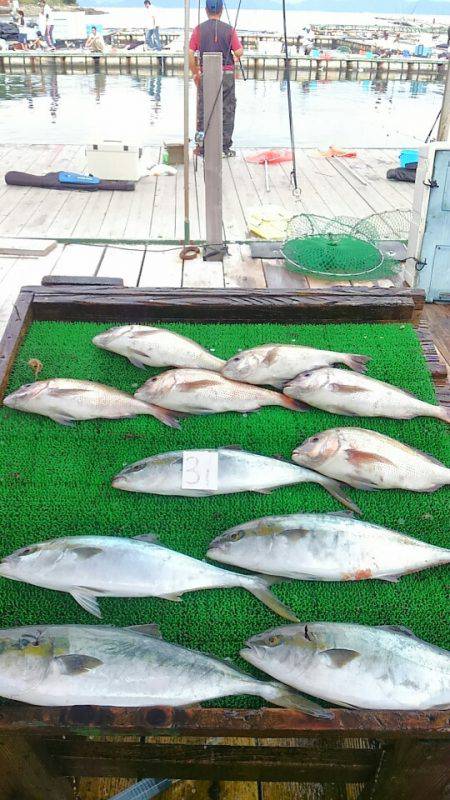 海の釣堀 海恵 釣果